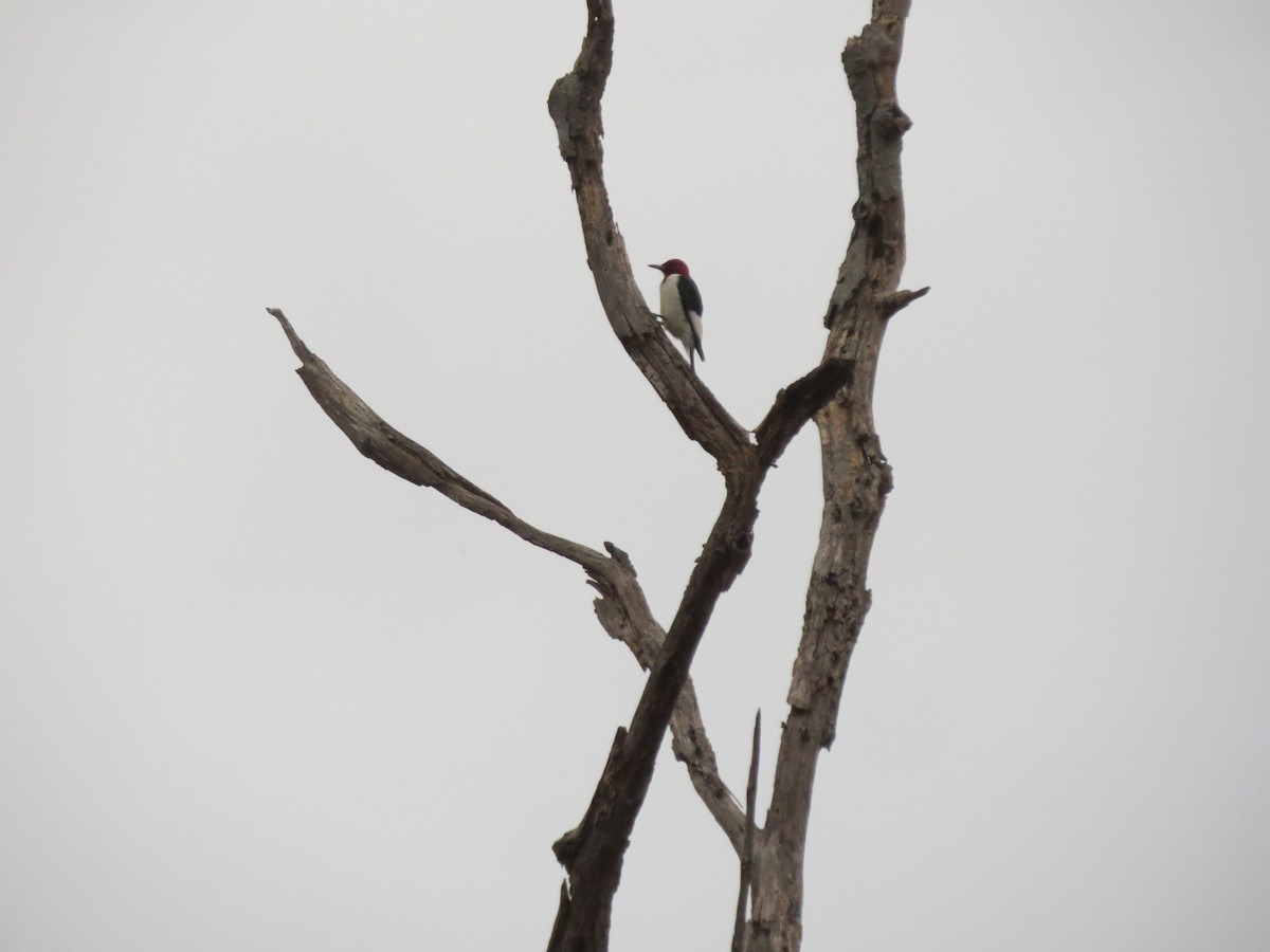 Red-headed Woodpecker - ML644726379