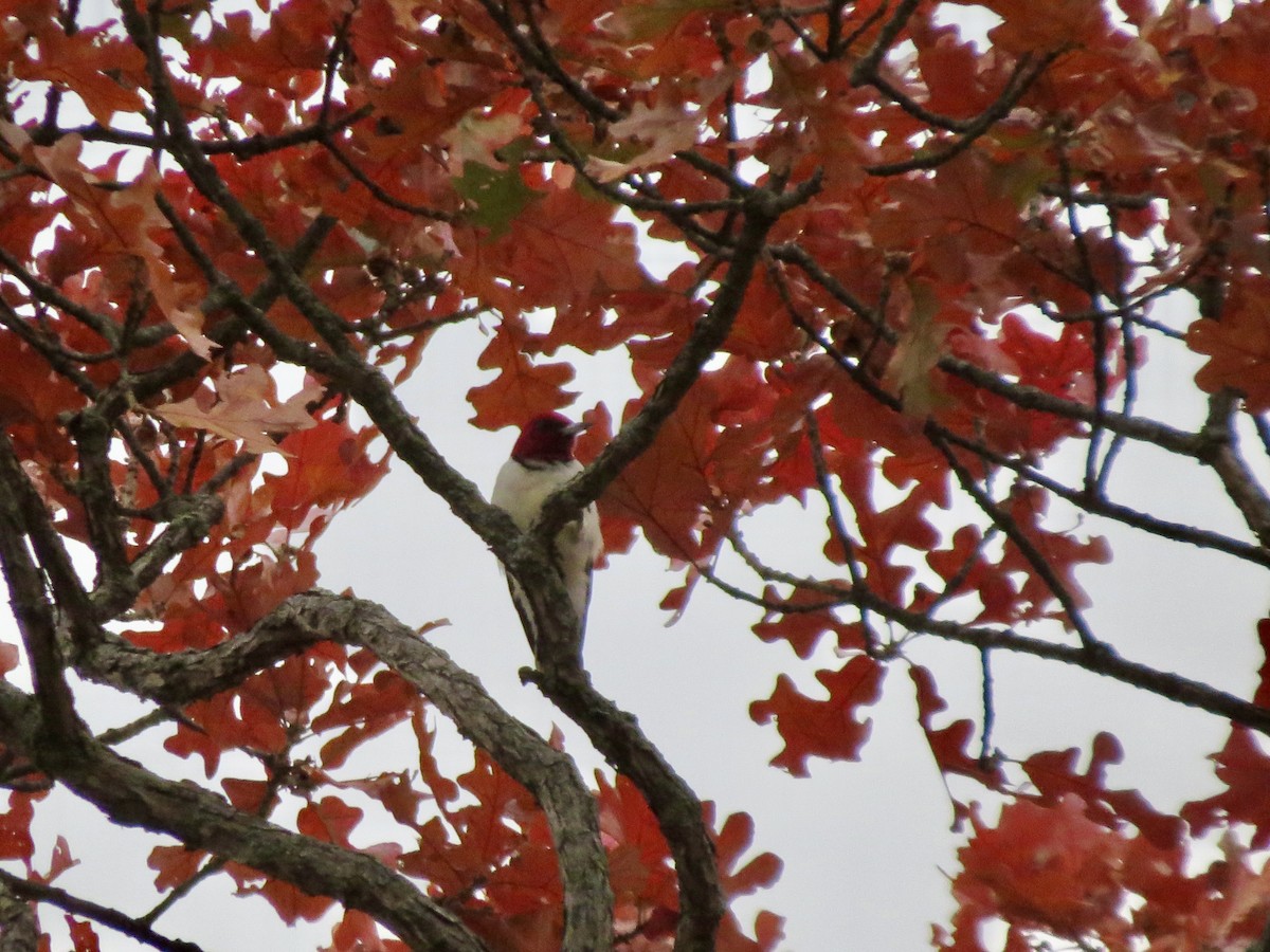 Red-headed Woodpecker - ML644726380