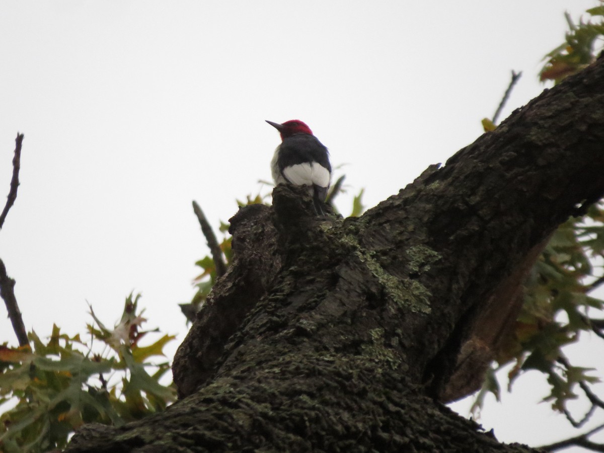 Red-headed Woodpecker - ML644726381