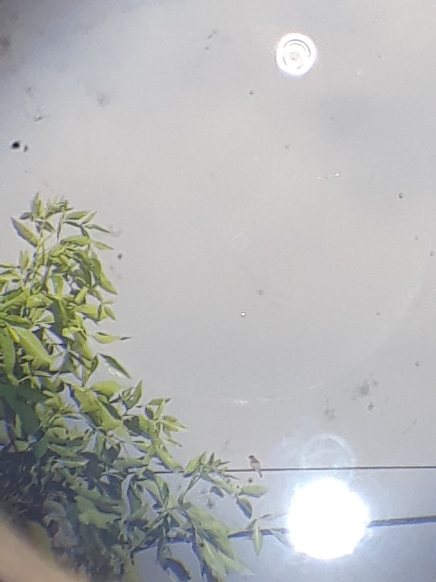 House Sparrow - ML644726382