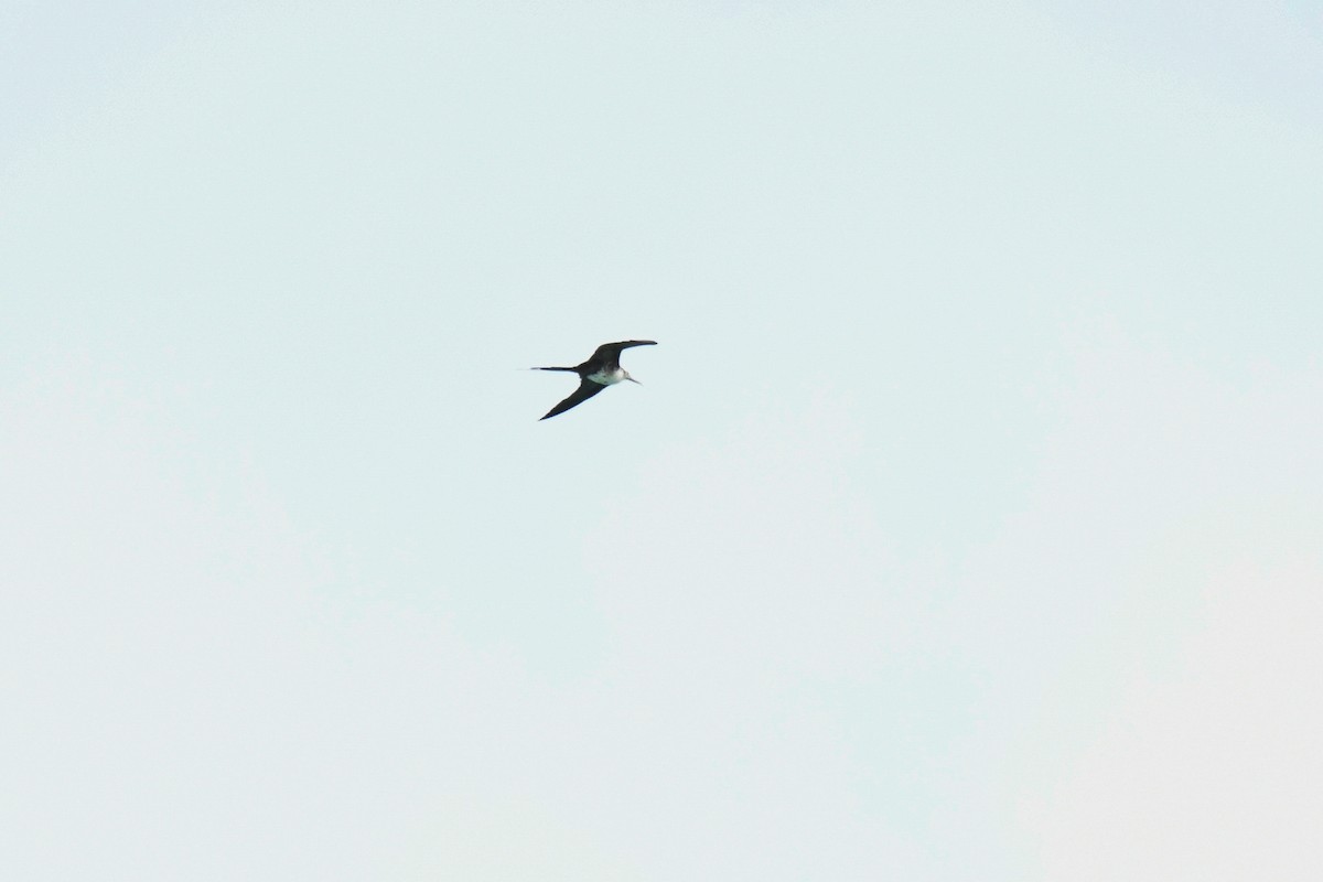 praktfregattfugl - ML644726385