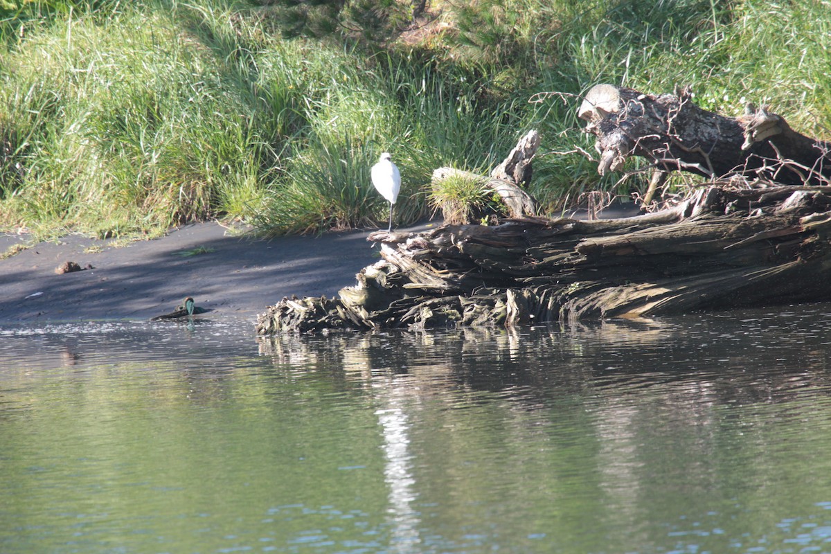 Косар королівський - ML644726387