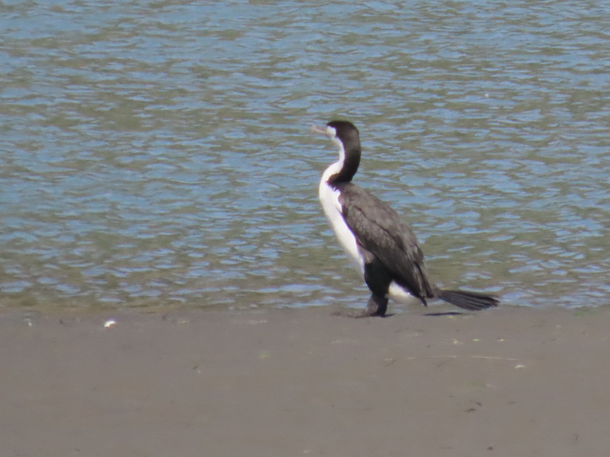 Pied Cormorant - ML644726394