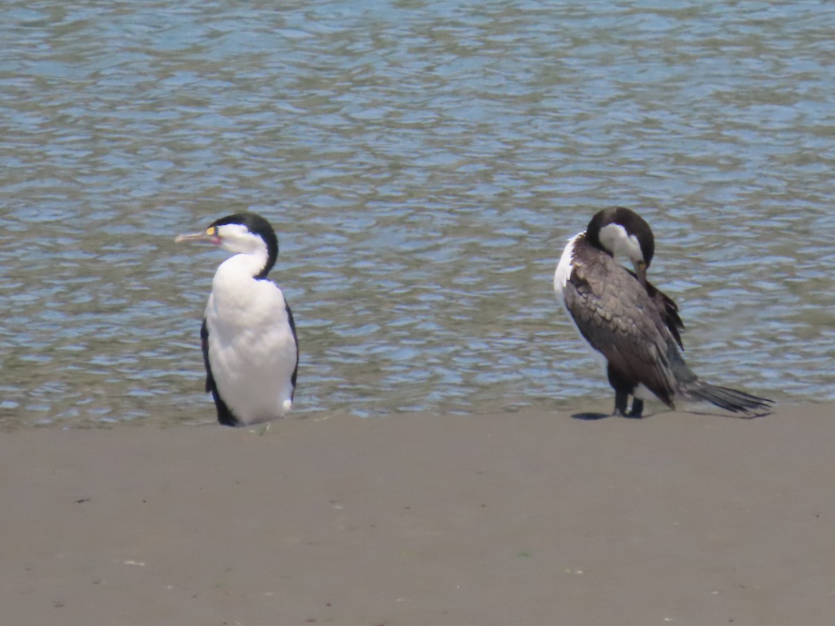 Pied Cormorant - ML644726395