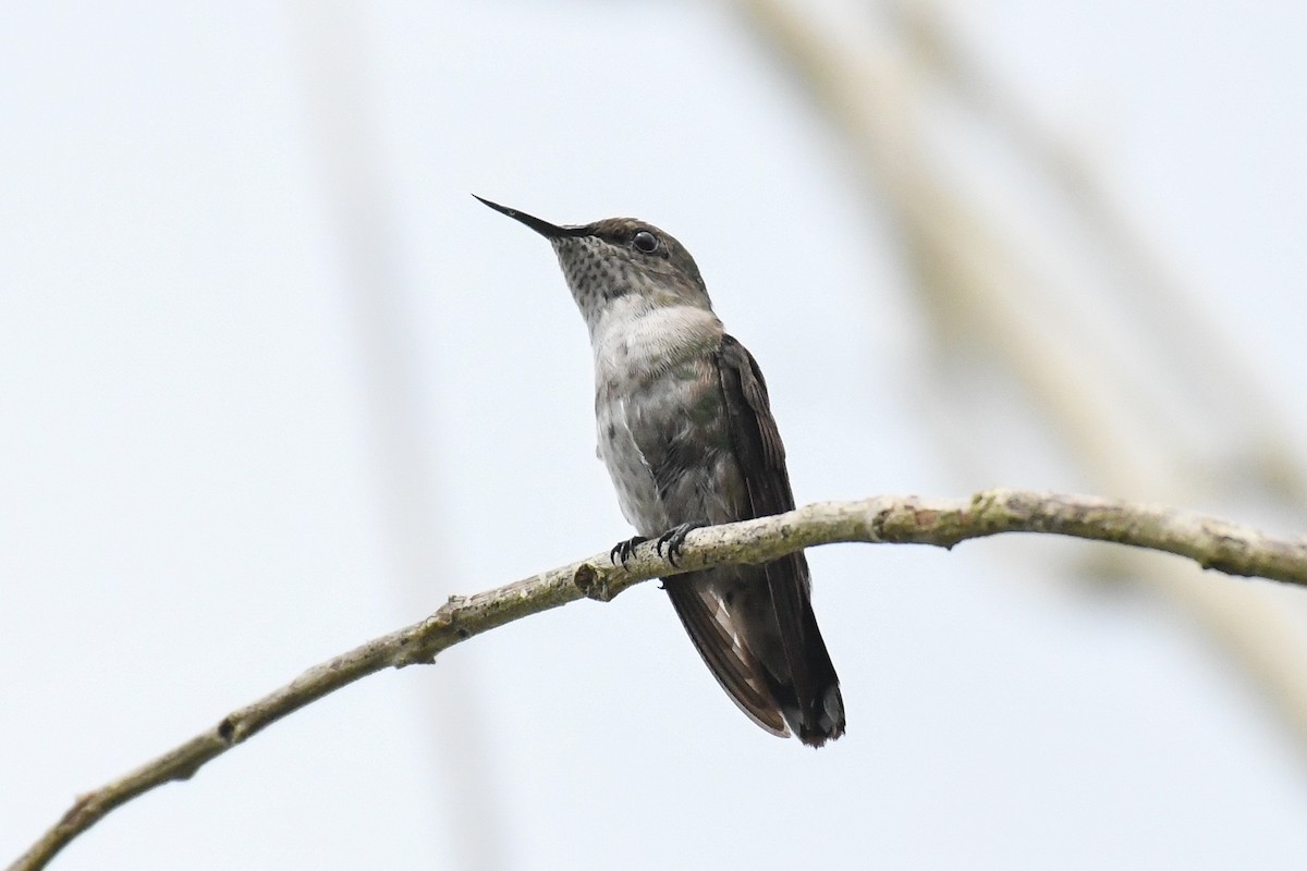 Colibrí Zumbadorcito - ML644726398