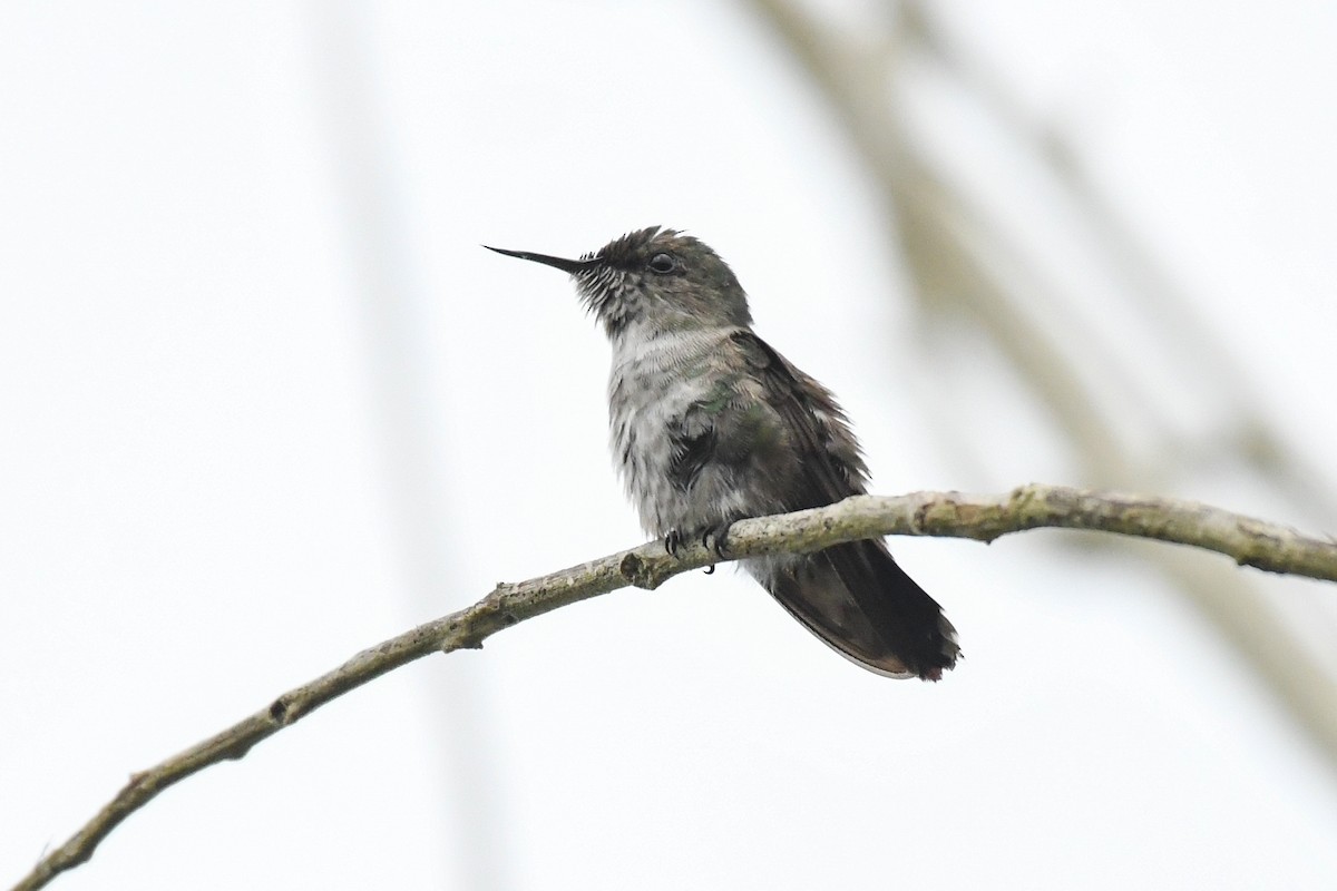 Colibrí Zumbadorcito - ML644726399