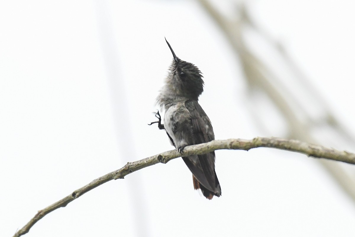 Colibrí Zumbadorcito - ML644726400