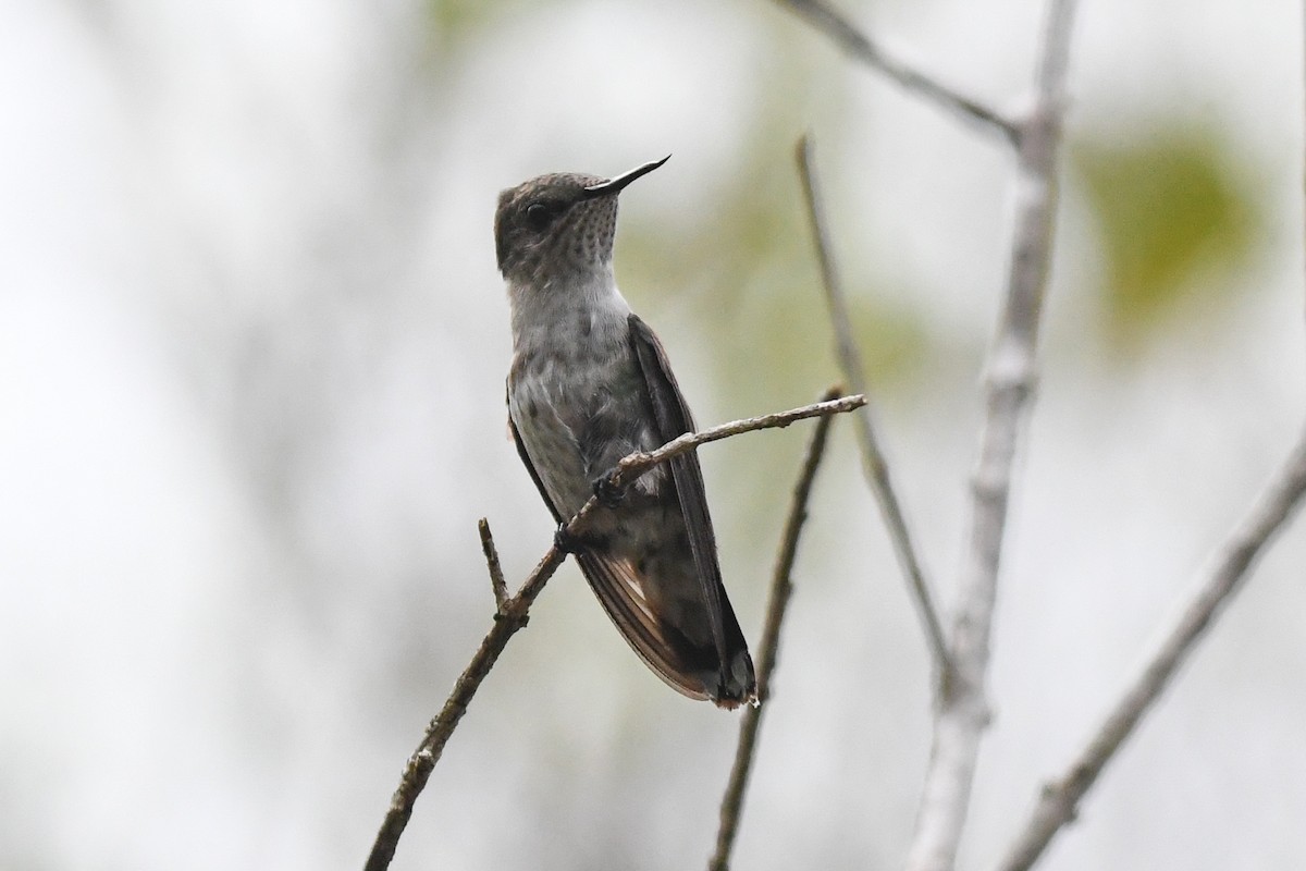 Colibrí Zumbadorcito - ML644726401