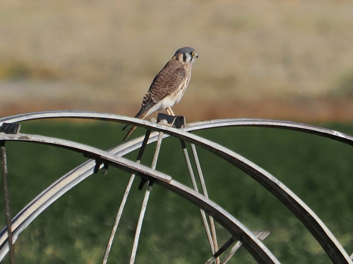 Crécerelle d'Amérique - ML644726403