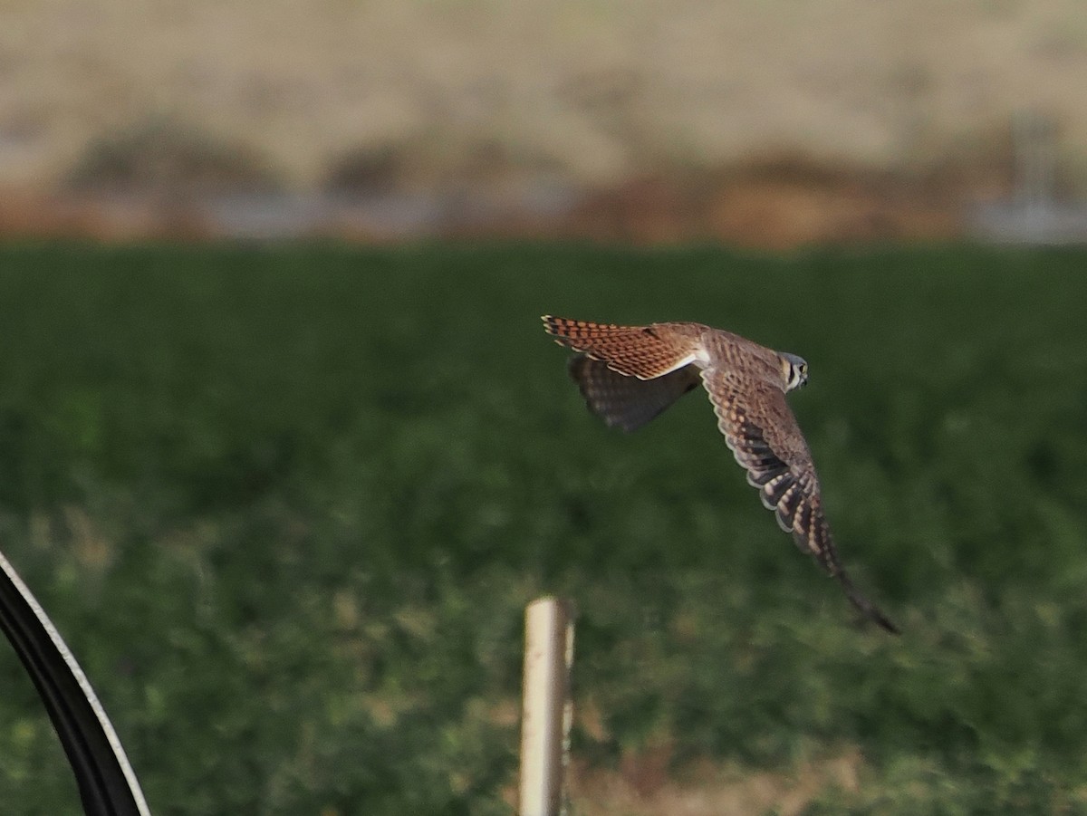 Crécerelle d'Amérique - ML644726404