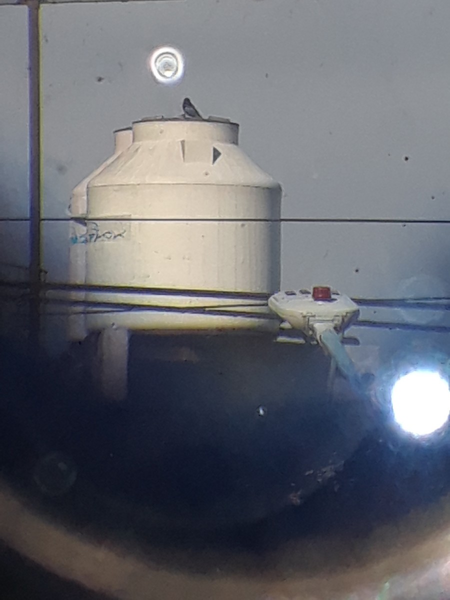 Screaming Cowbird - ML644726405