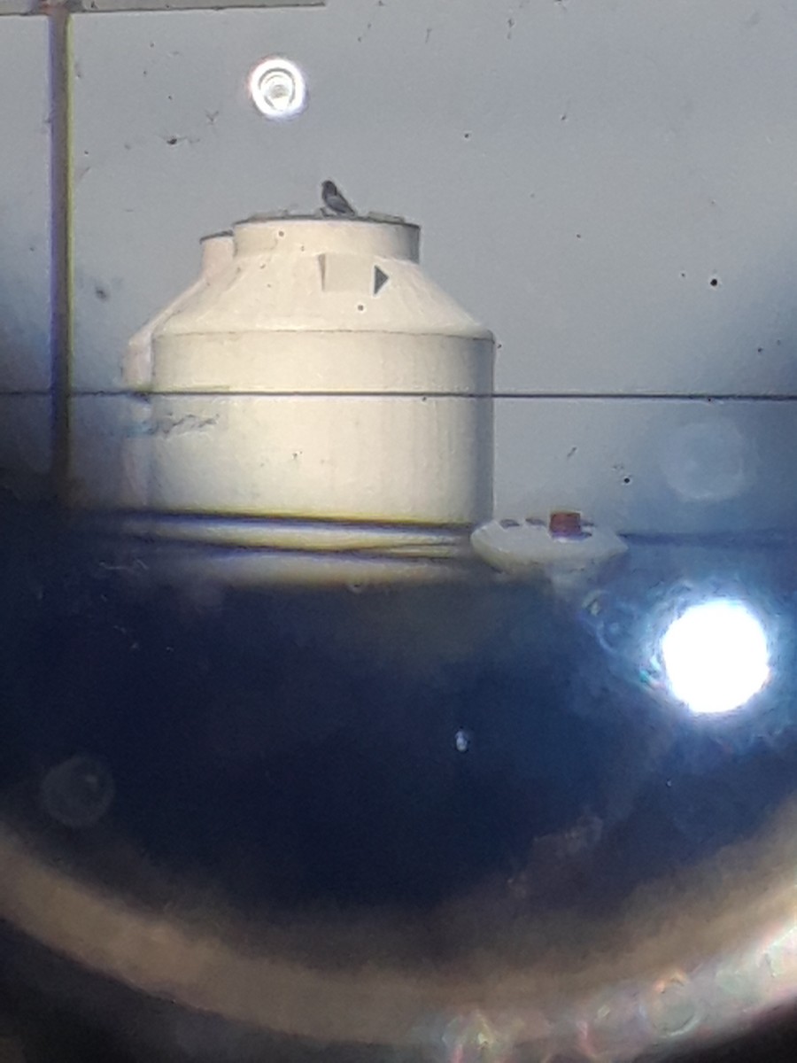 Screaming Cowbird - ML644726406