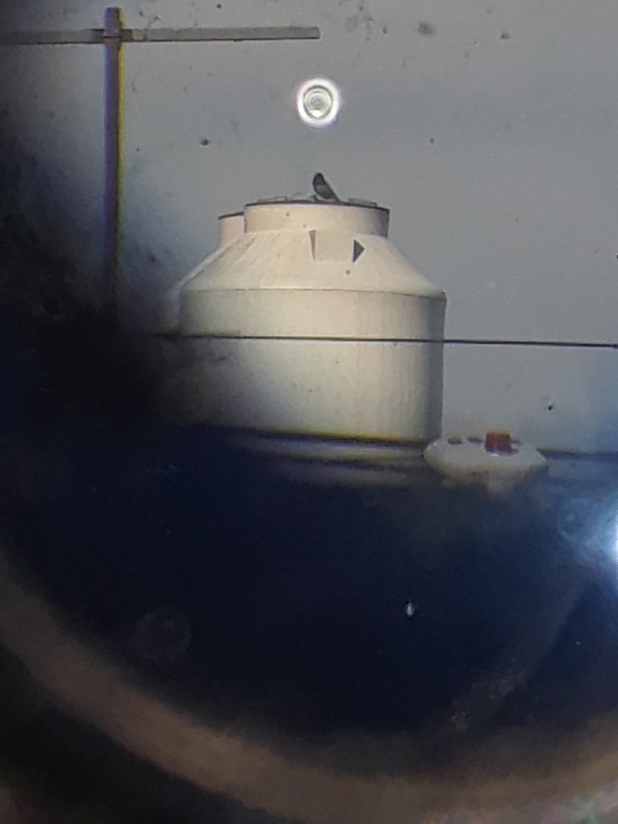 Screaming Cowbird - ML644726407