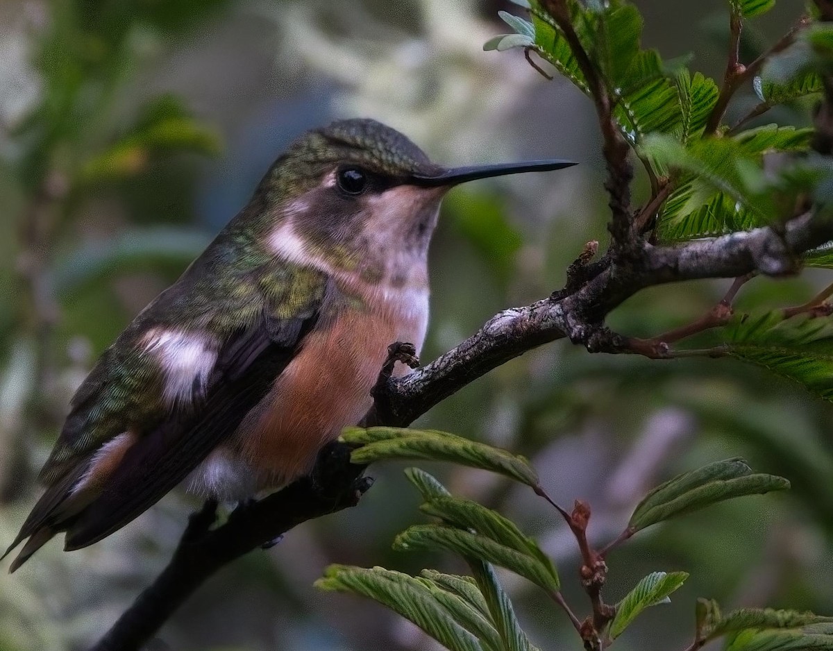 Colibri améthyste - ML644726424