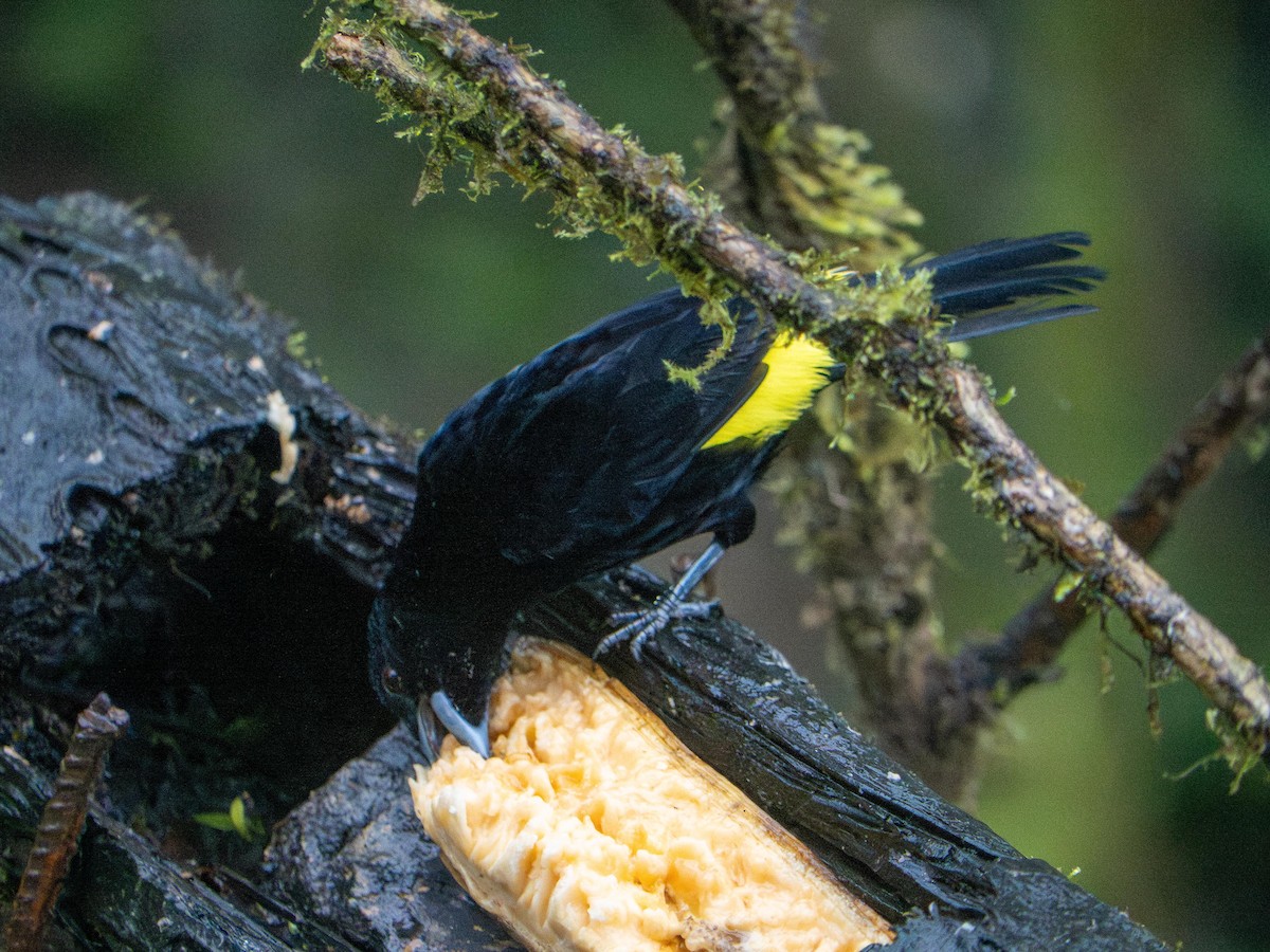 Tangara flamboyant (icteronotus) - ML644726425