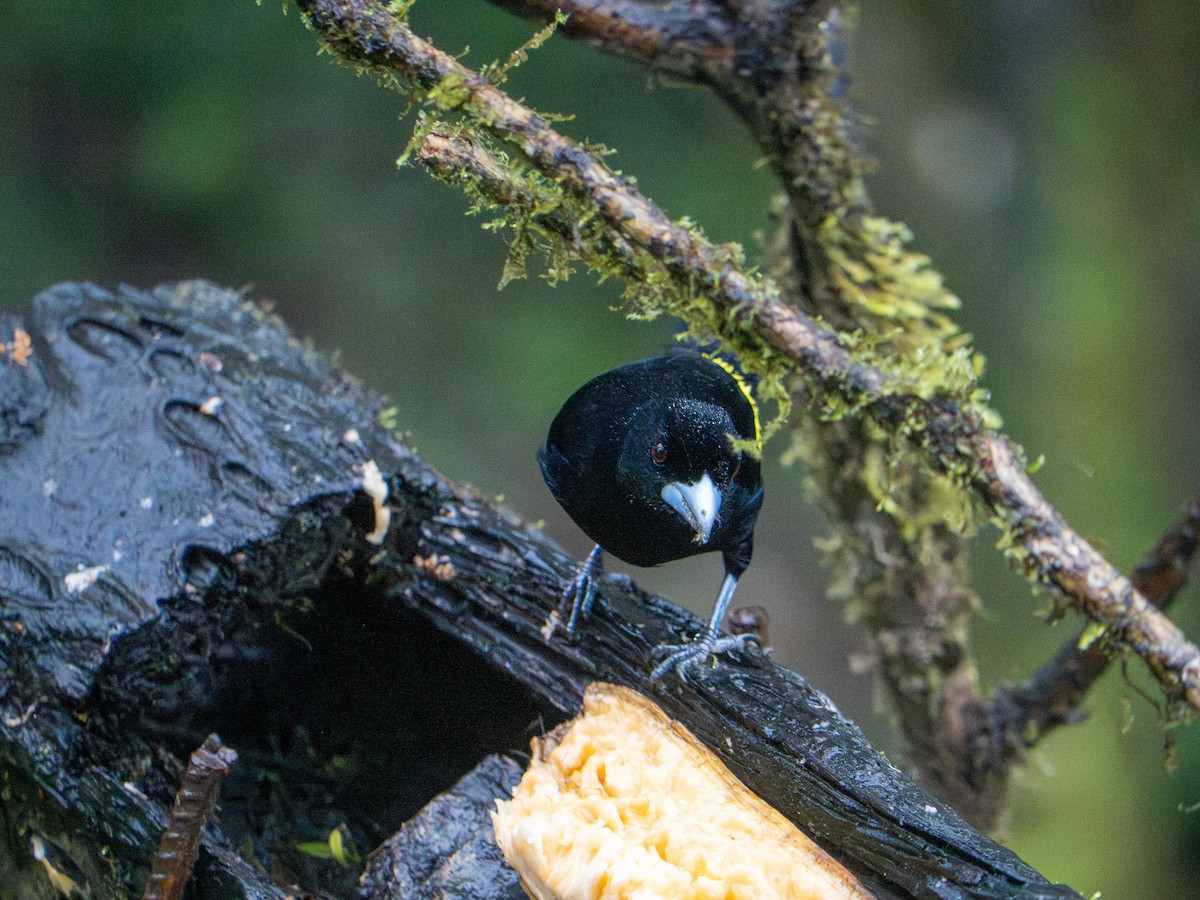 Tangara flamboyant (icteronotus) - ML644726426