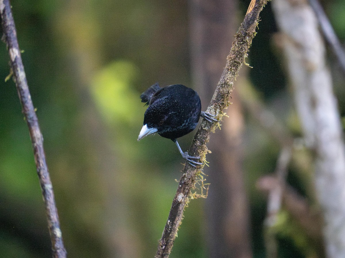 Tangara flamboyant (icteronotus) - ML644726427