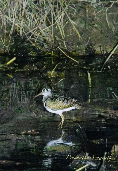 Rhynchée peinte - ML644726428