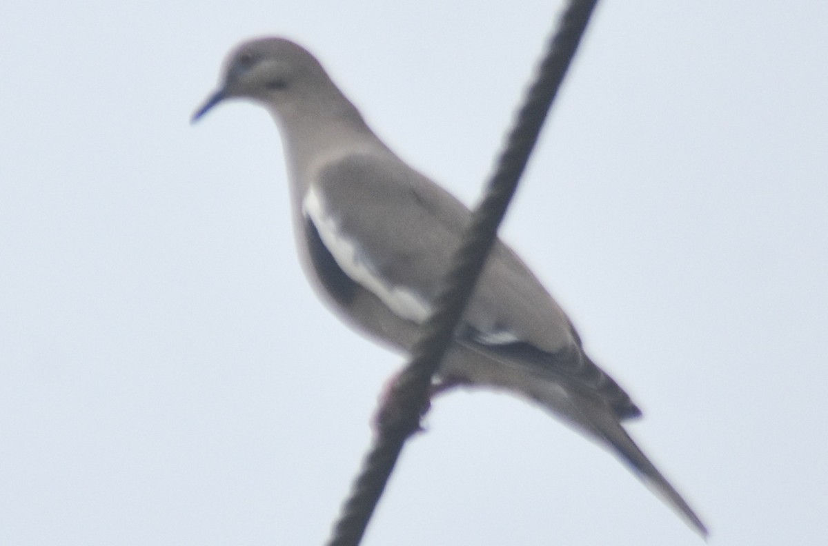 Tourterelle à ailes blanches - ML644726429