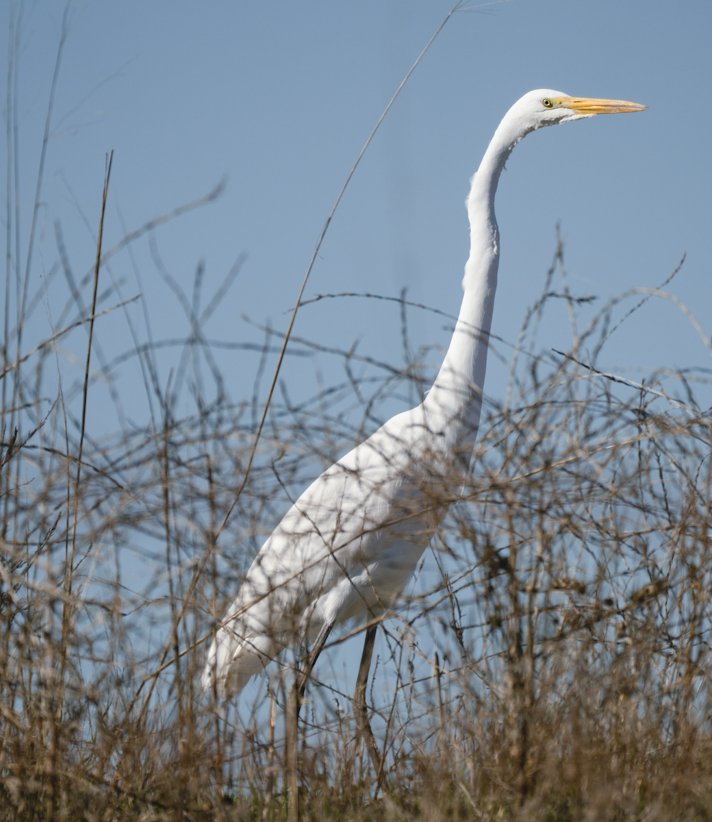 Grande Aigrette - ML644726432