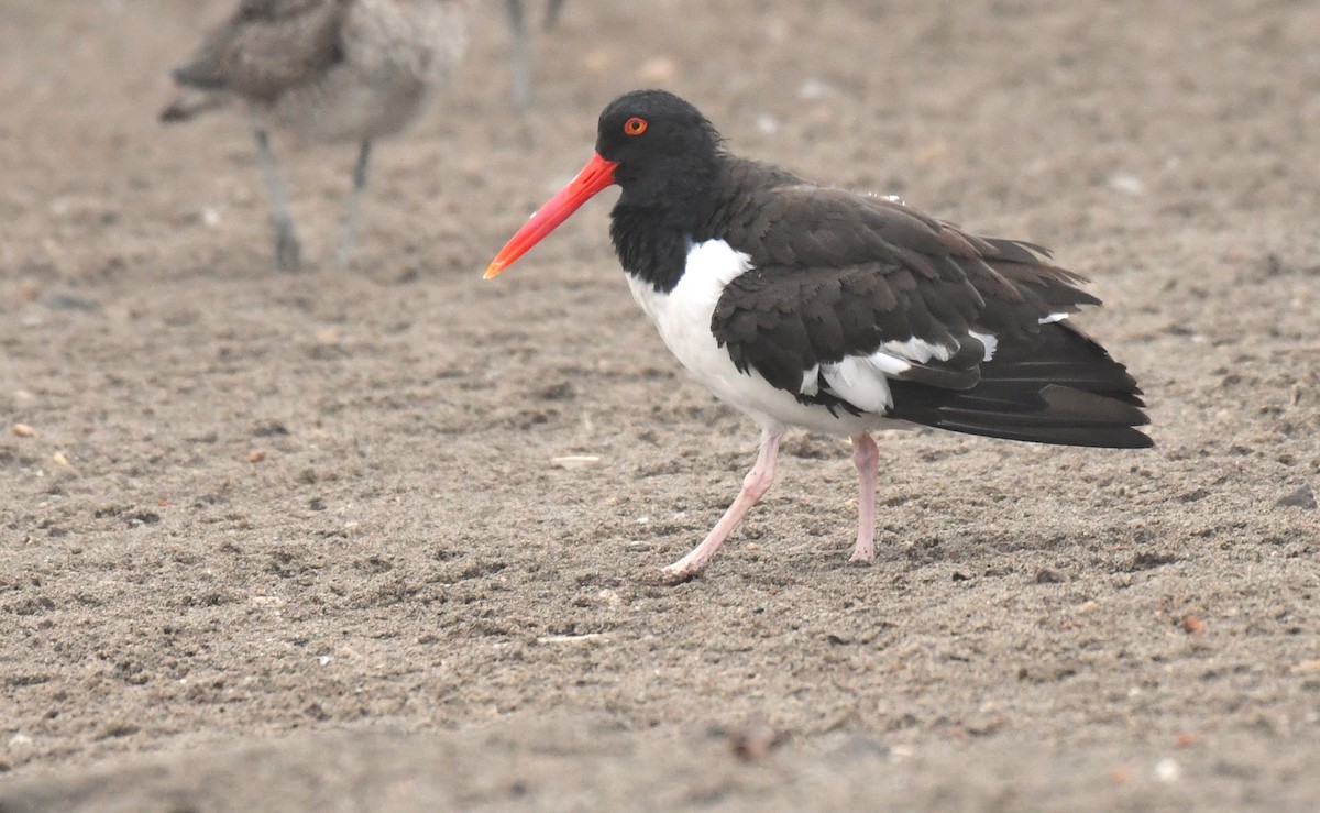 Huîtrier d'Amérique - ML644726433