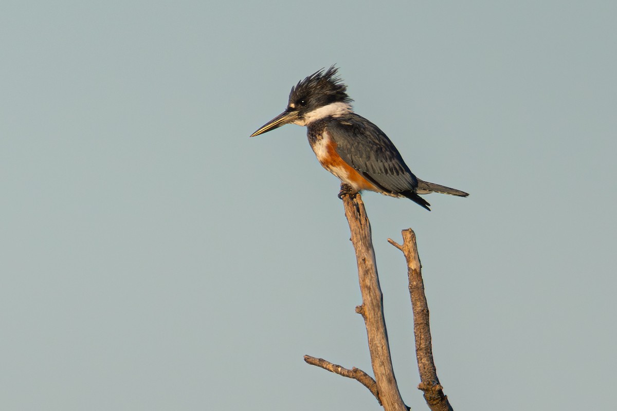 Martin-pêcheur d'Amérique - ML644726434