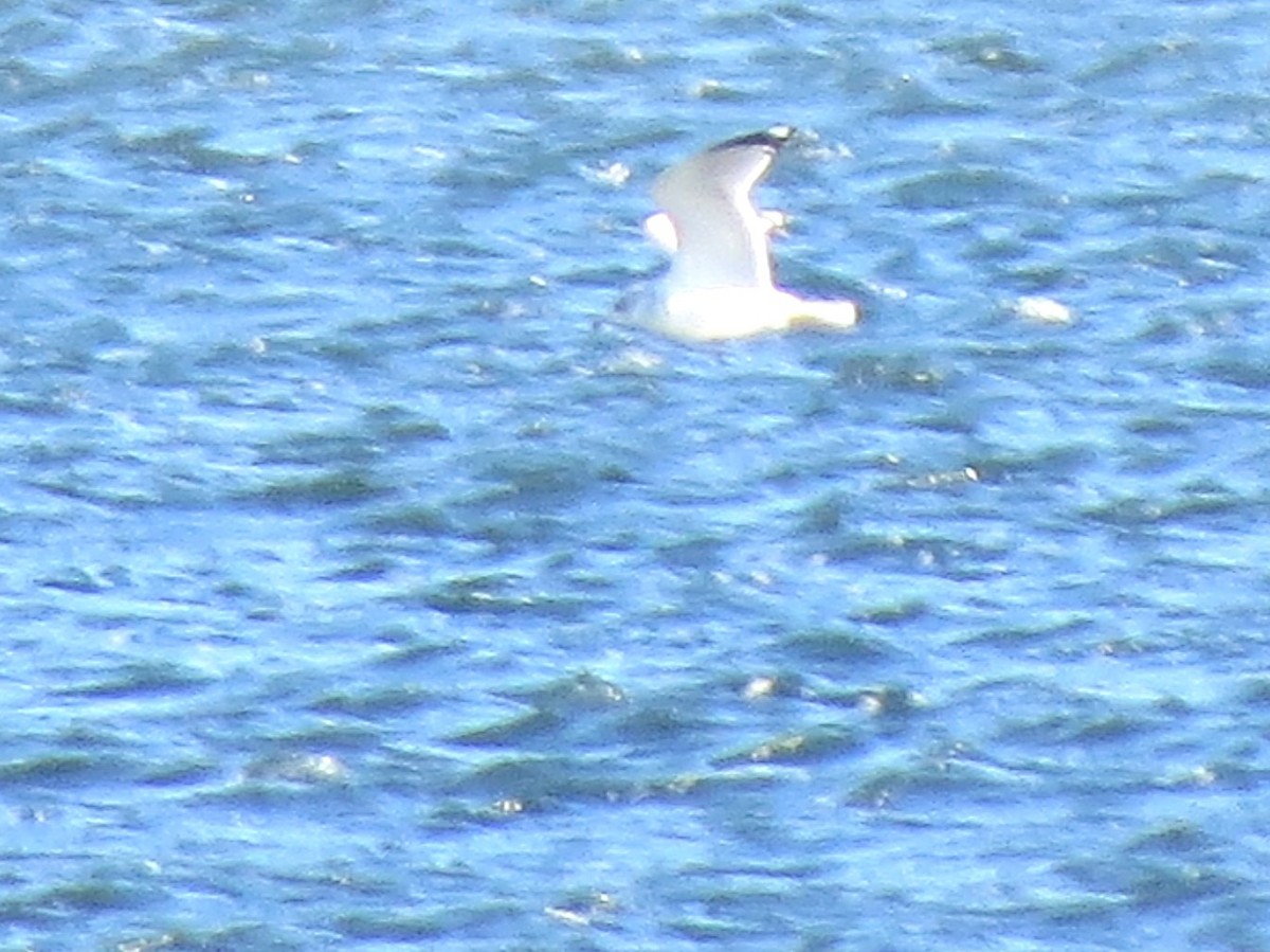 Goéland à bec cerclé - ML644726436