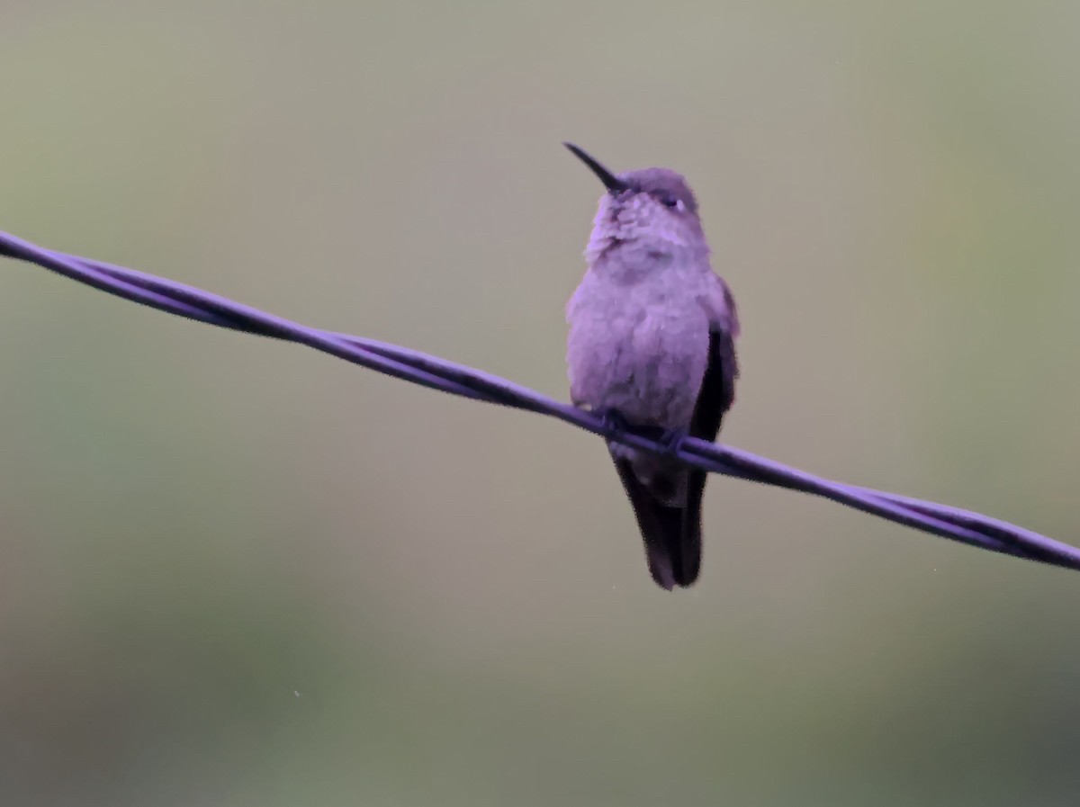 Colibri vert et gris - ML644726437
