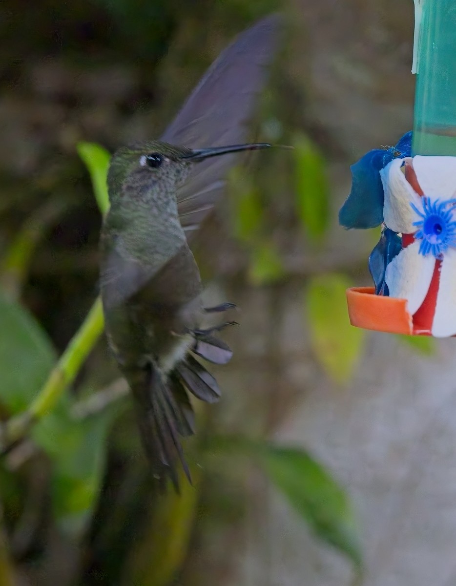 Colibri vert et gris - ML644726438