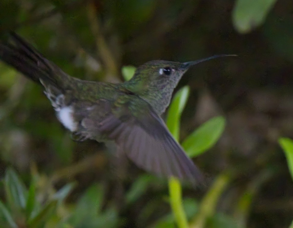 Colibri vert et gris - ML644726439