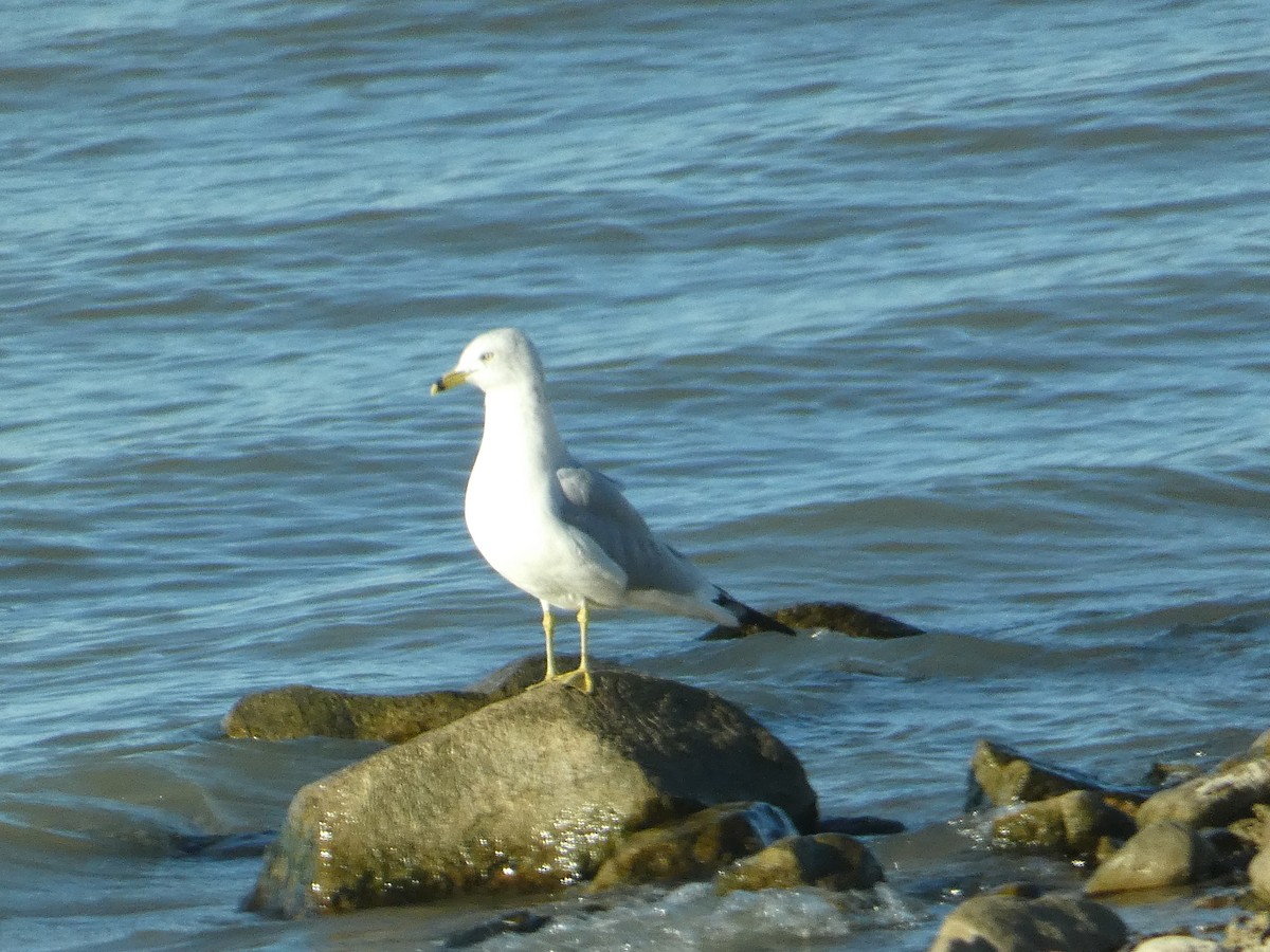 Goéland à bec cerclé - ML644726440