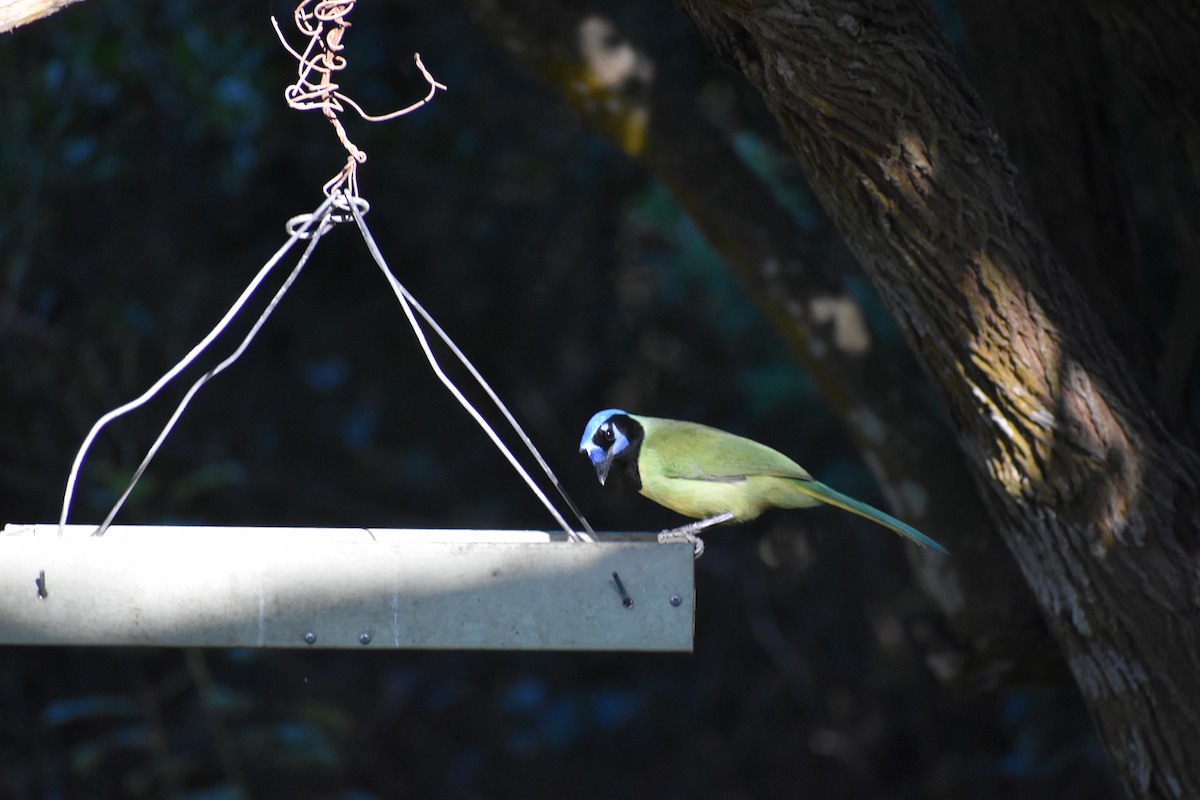 Yeşil Karga [luxuosus grubu] - ML644726441