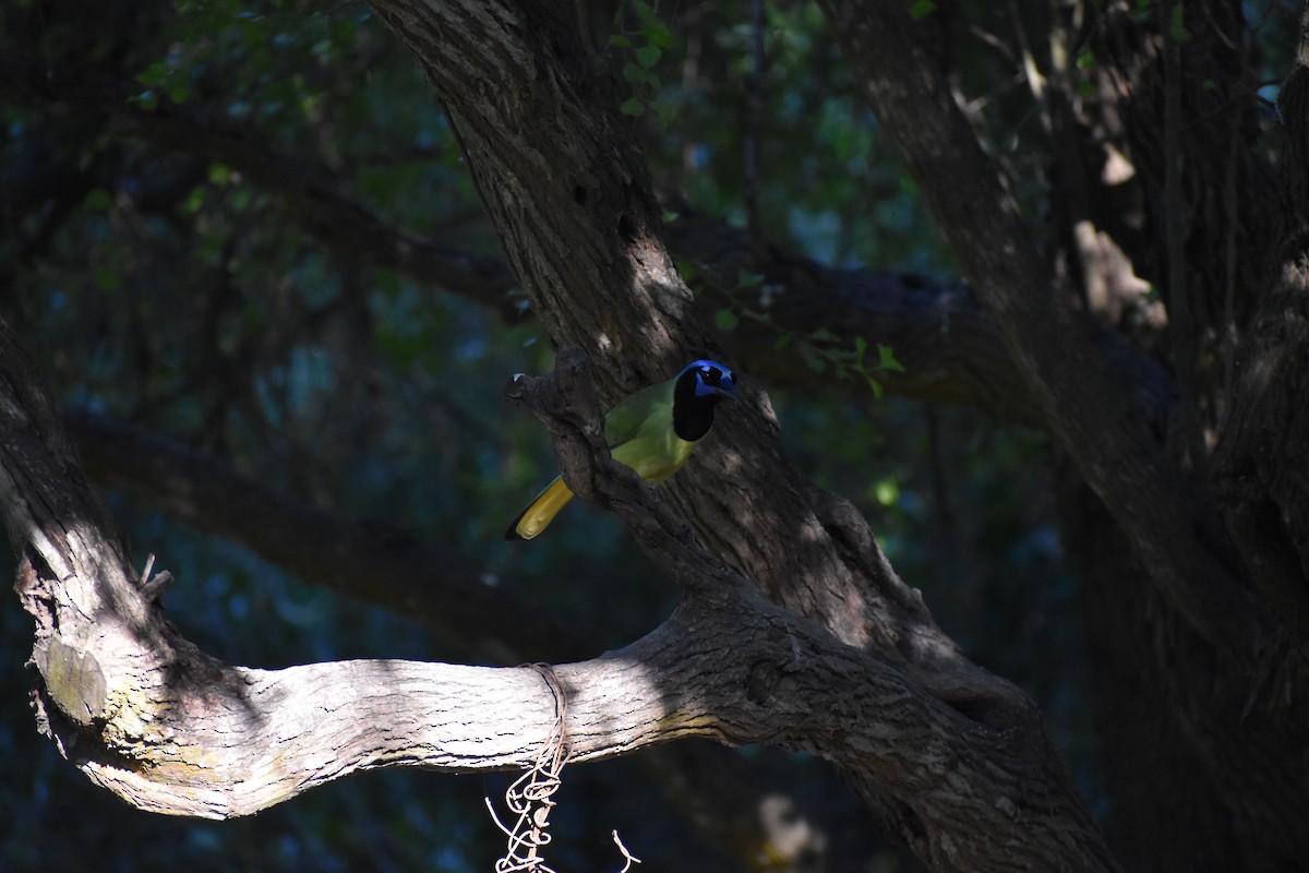 Yeşil Karga [luxuosus grubu] - ML644726442