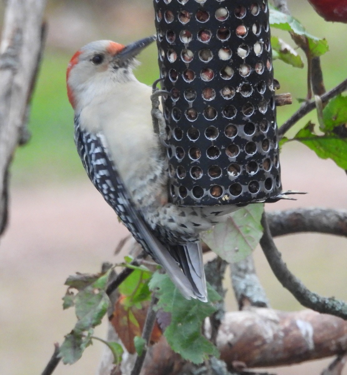 Pic à ventre roux - ML644726443