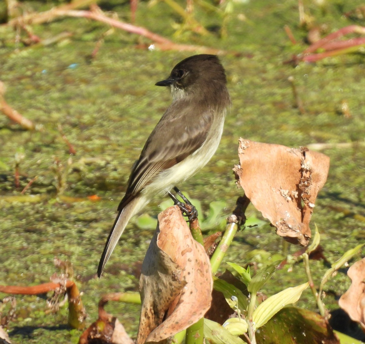 Moucherolle phébi - ML644726444