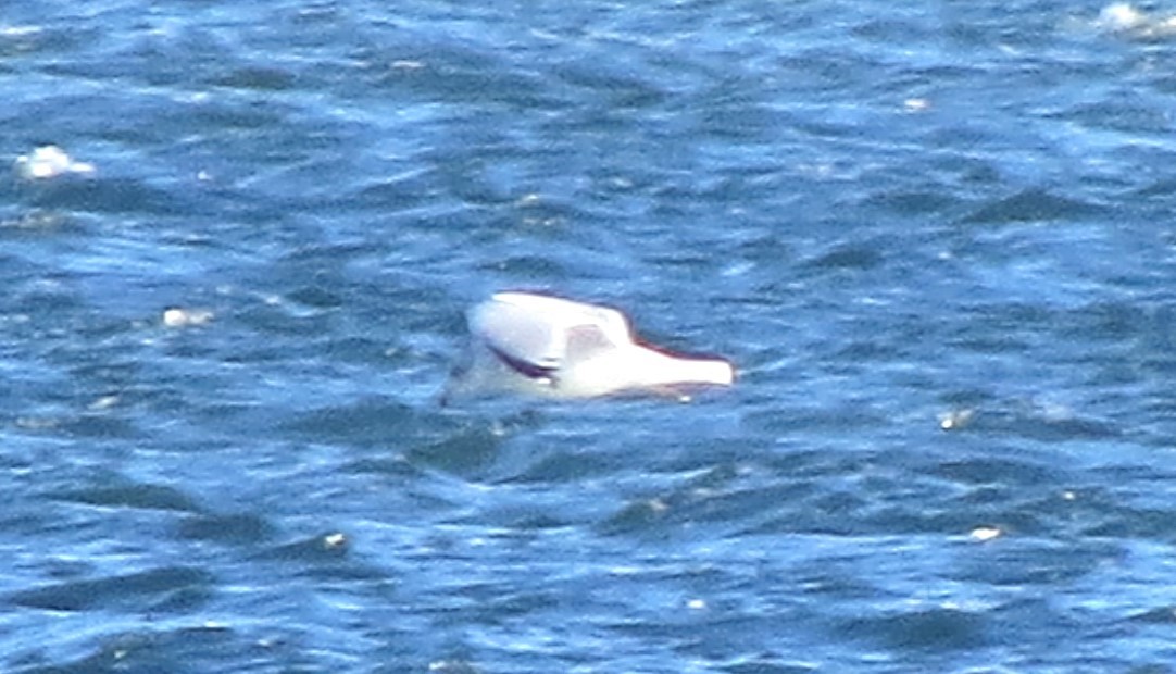 Goéland à bec cerclé - ML644726445