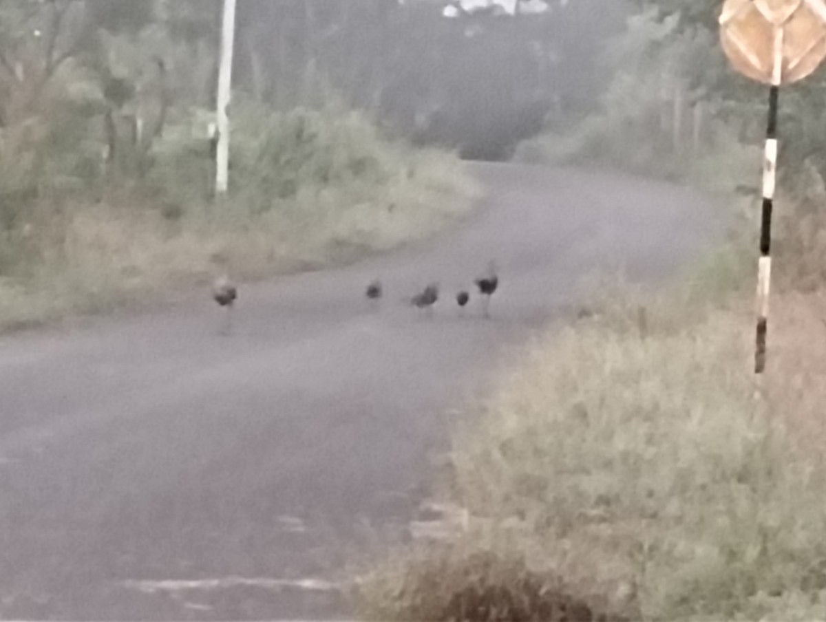 Paon bleu - ML644726446