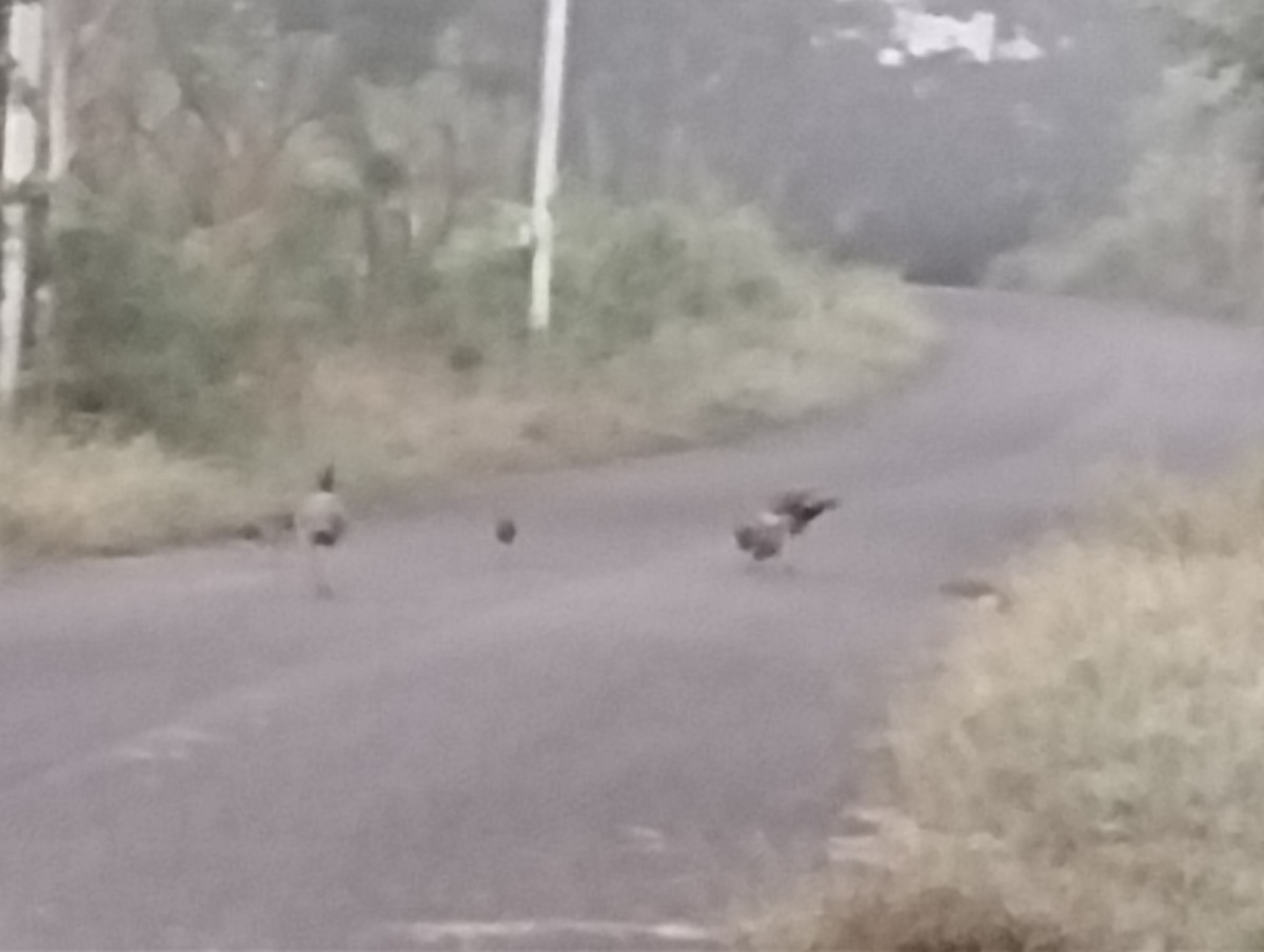 Paon bleu - ML644726447