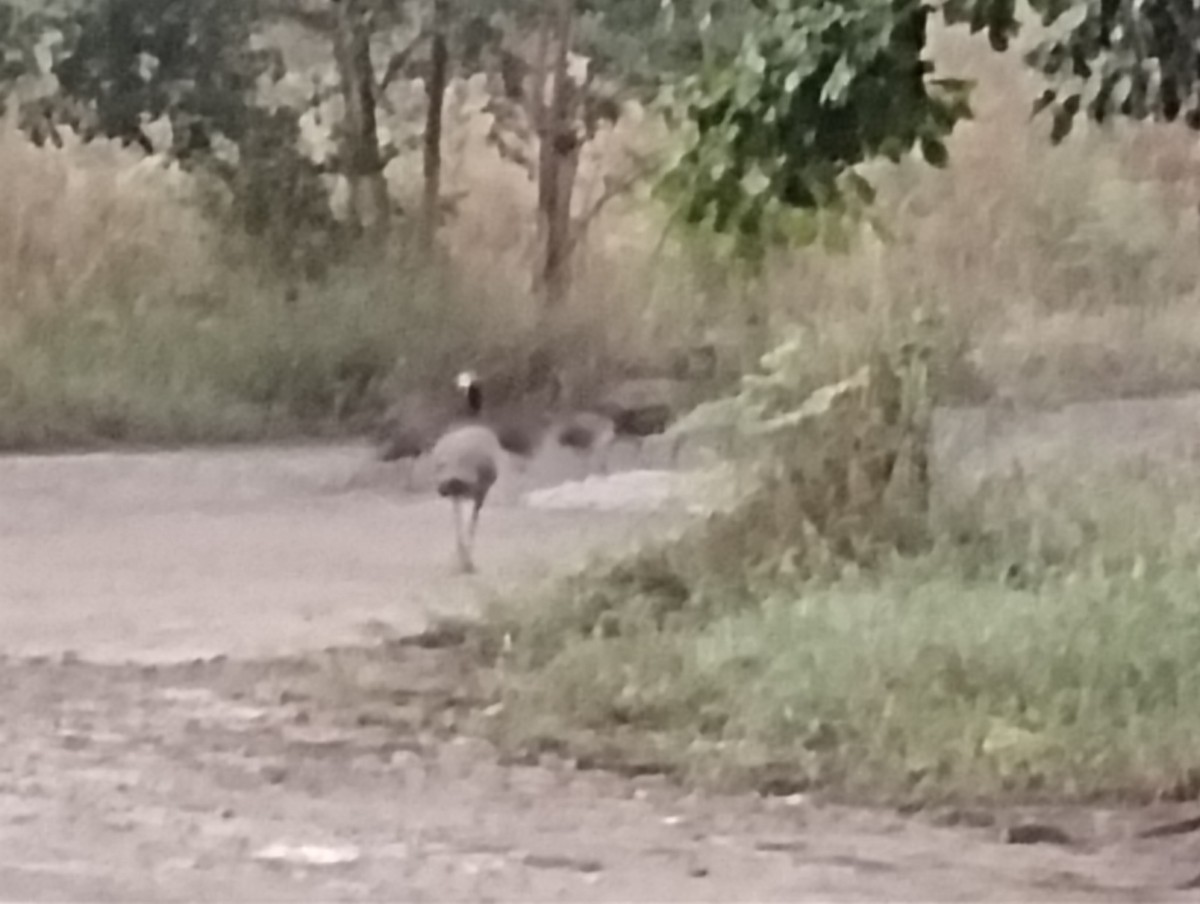 Paon bleu - ML644726448