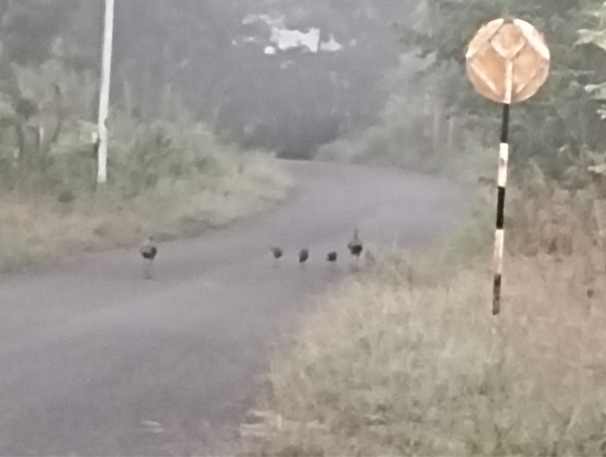 Paon bleu - ML644726449