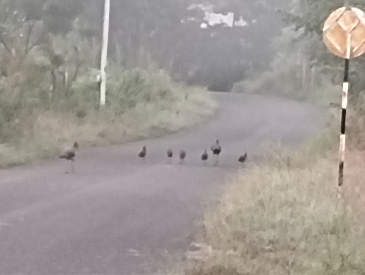 Paon bleu - ML644726450