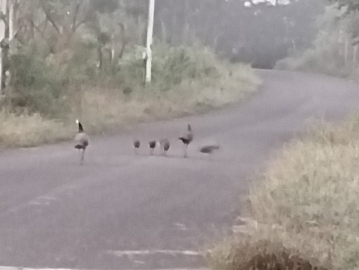 Paon bleu - ML644726451