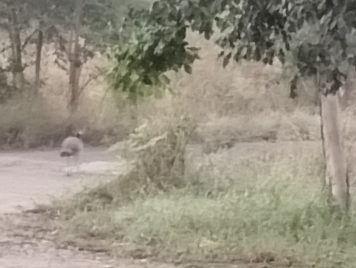 Paon bleu - ML644726452