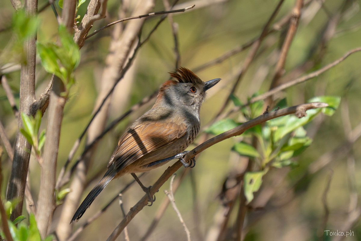 Rufous-capped Antshrike - ML644726453