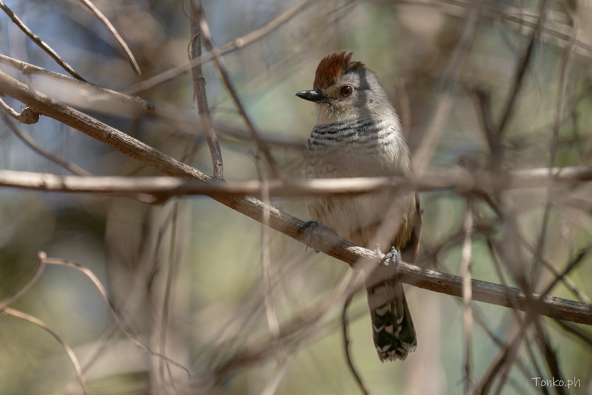 Rufous-capped Antshrike - ML644726454