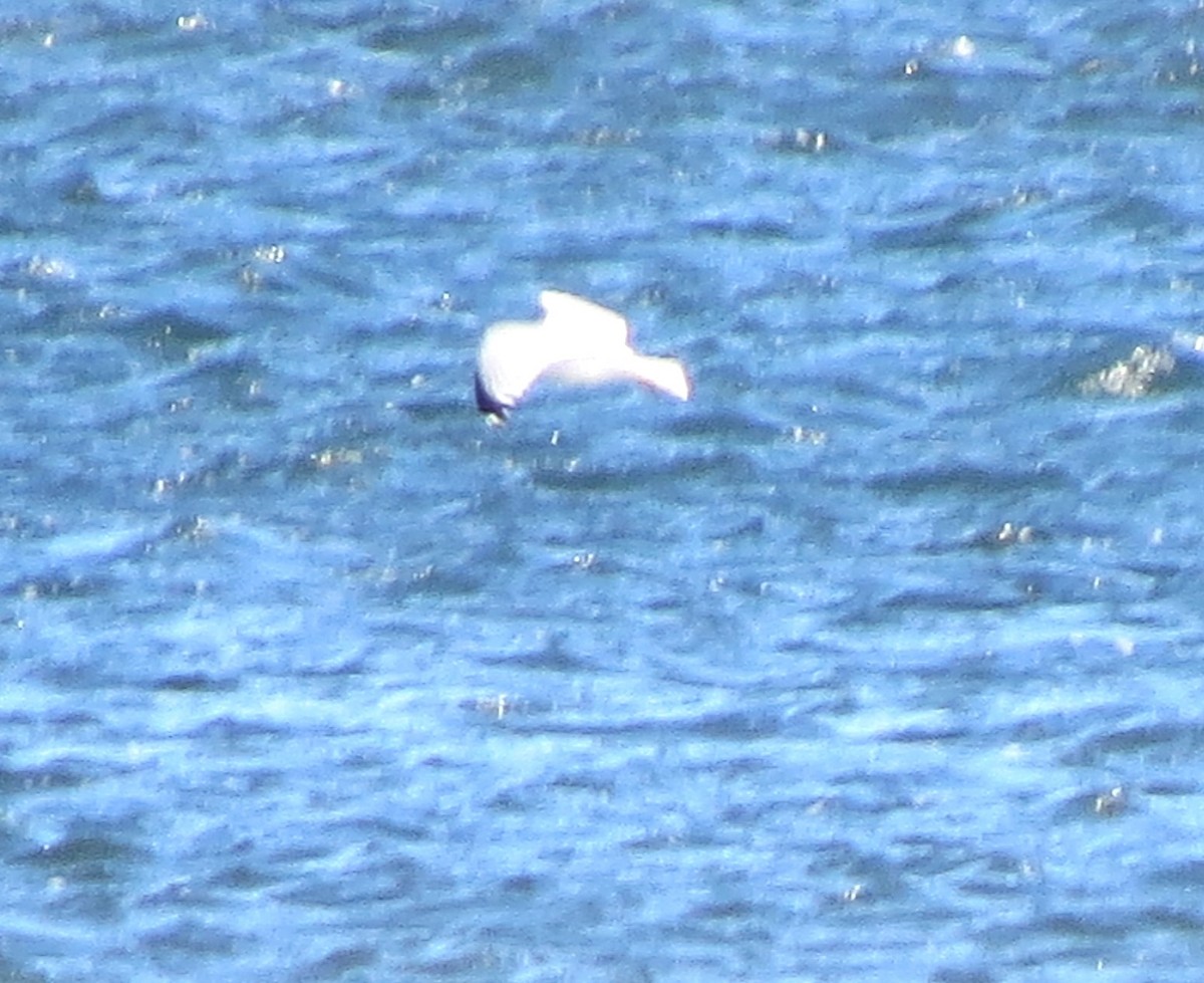 Goéland à bec cerclé - ML644726455