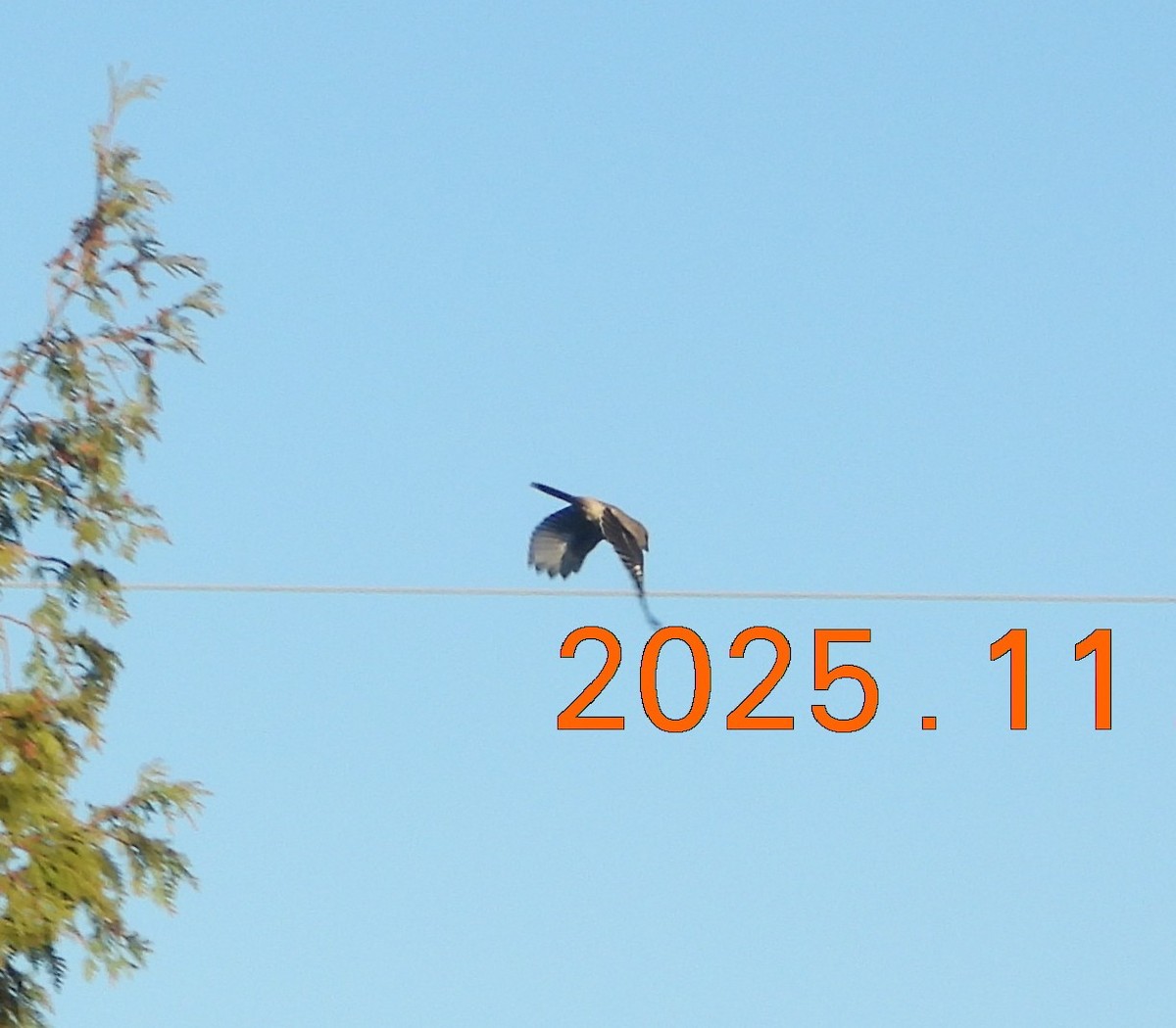 Pie-grièche boréale - ML644726462