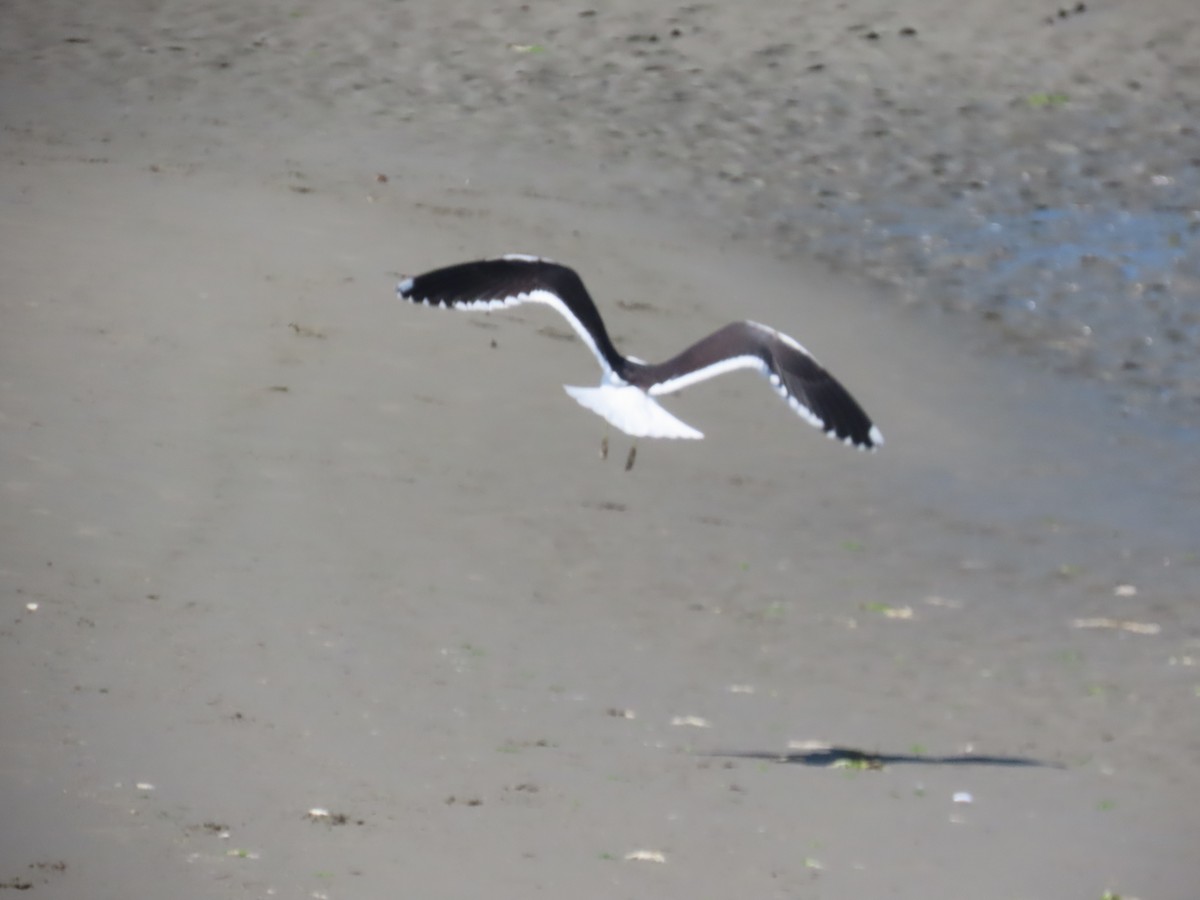 Kelp Gull - ML644726467