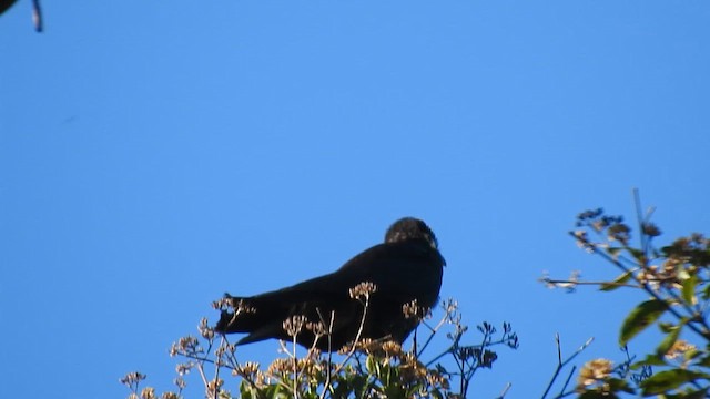 Black Caracara - ML644726471