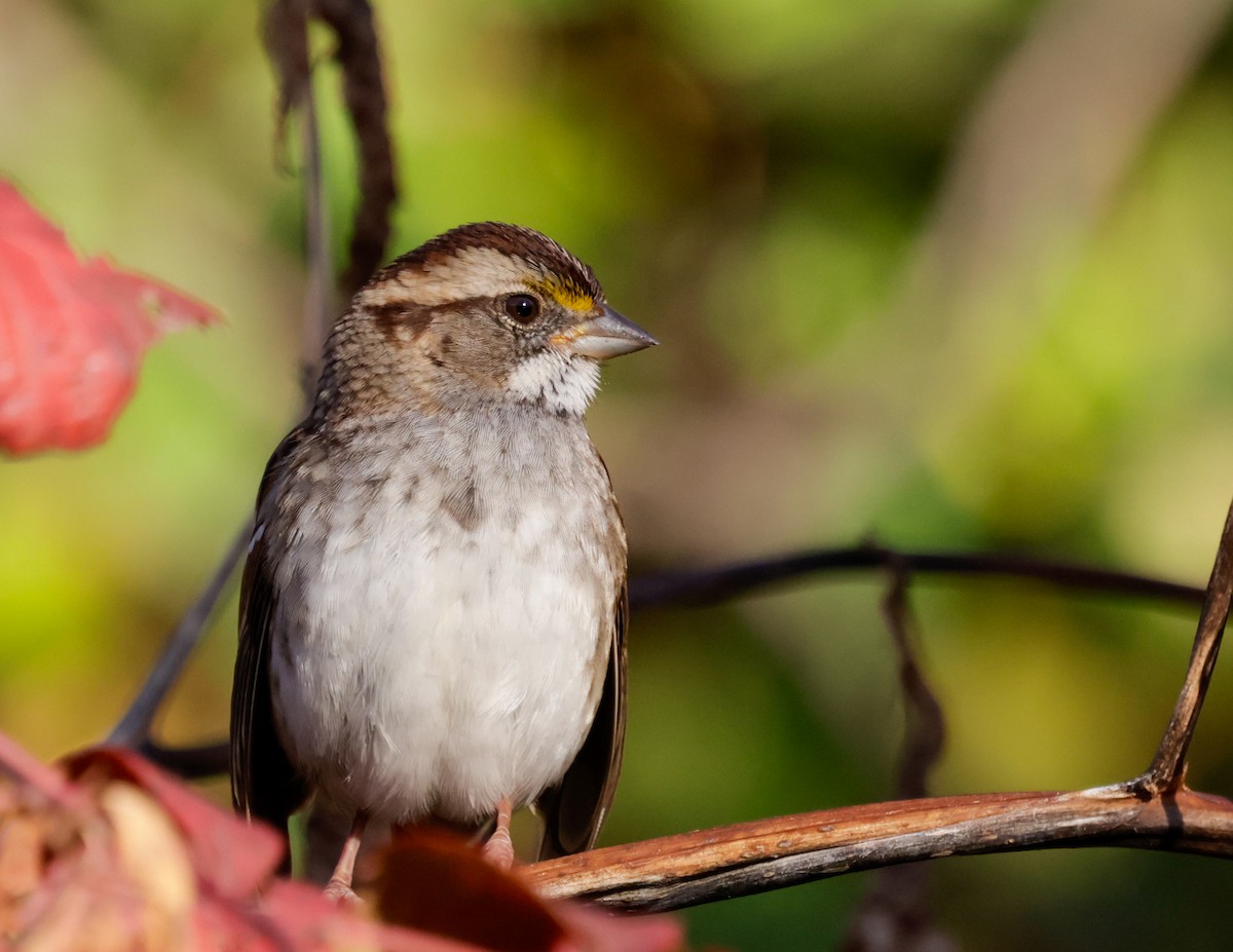 hvitstrupespurv - ML644726477